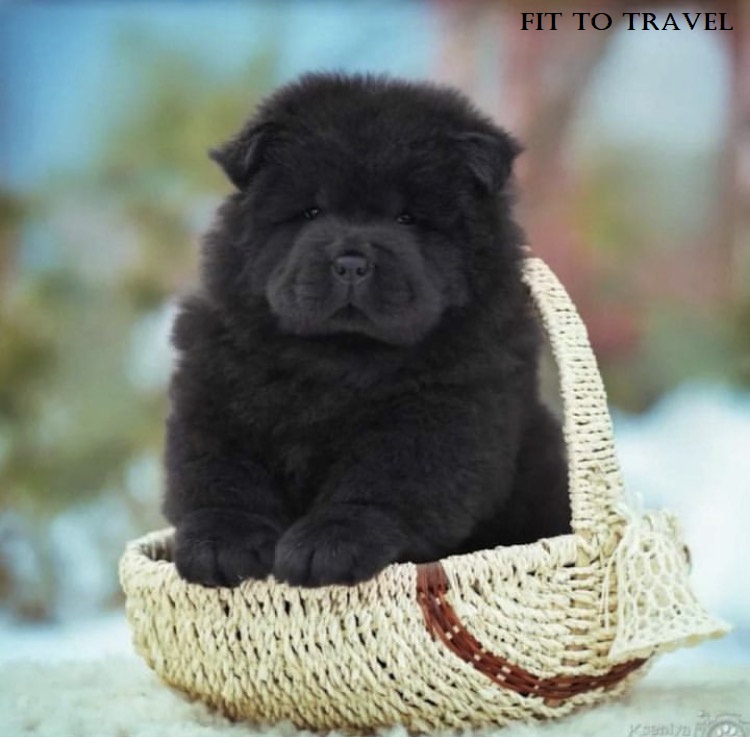 Emily chow chow puppy for sale