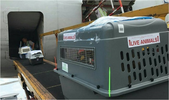 Airline Pet delivery loading.