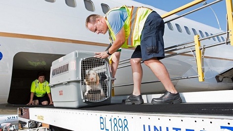Pet Cargo.